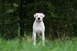 DOGUE ARGENTIN 452